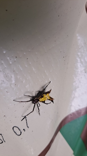 Micrathena fissispina