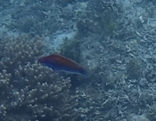 Cirrhilabrus observed 2026-04-17