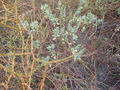 Pimelea villosa