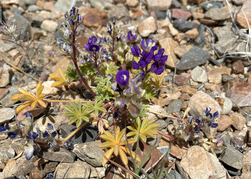 Lupinus flavoculatus, 2026-05-24