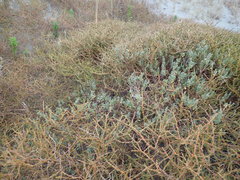Pimelea villosa