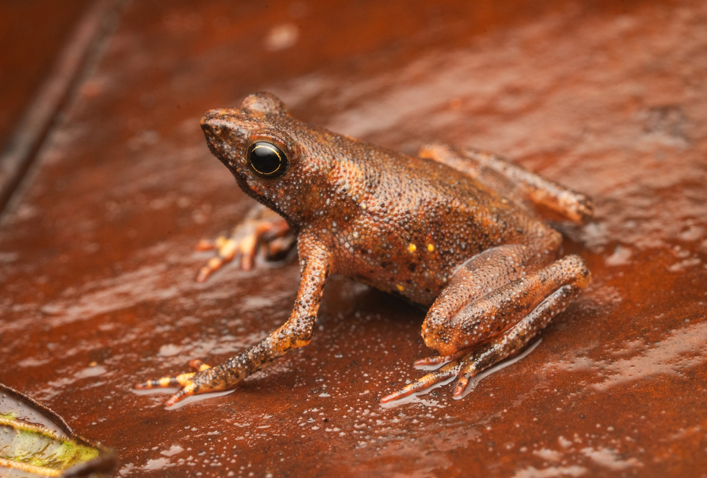 Amazophrynella teko
