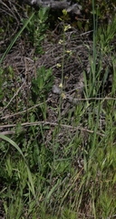 Caulanthus heterophyllus