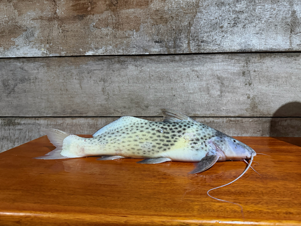 Aguaruna-roofmeerval (Aguarunichthys torosus) — Pimelodidae