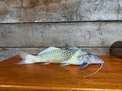Bolt Catfish photo 1