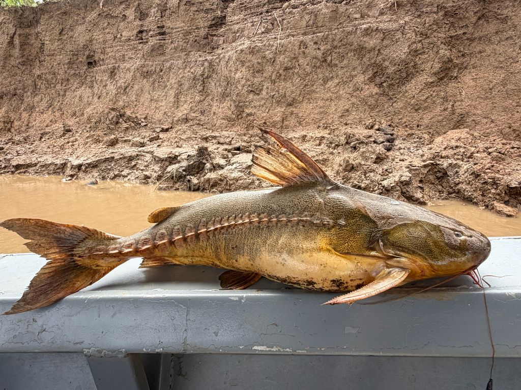 Granulated catfish (Pterodoras granulosus) — Doradidae