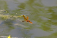 Perithemis tenera
