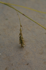 Carex arnellii