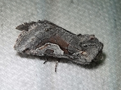 Stretchia plusiaeformis