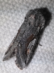 Stretchia plusiaeformis