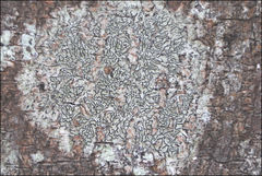 Halegrapha mucronata