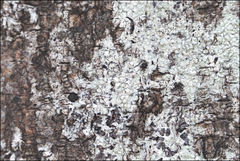 Pertusaria pertractata