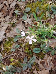 Silene caroliniana