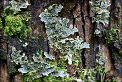 Pseudocyphellaria neglecta