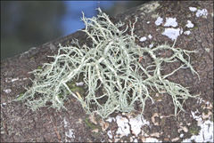 Usnea inermis