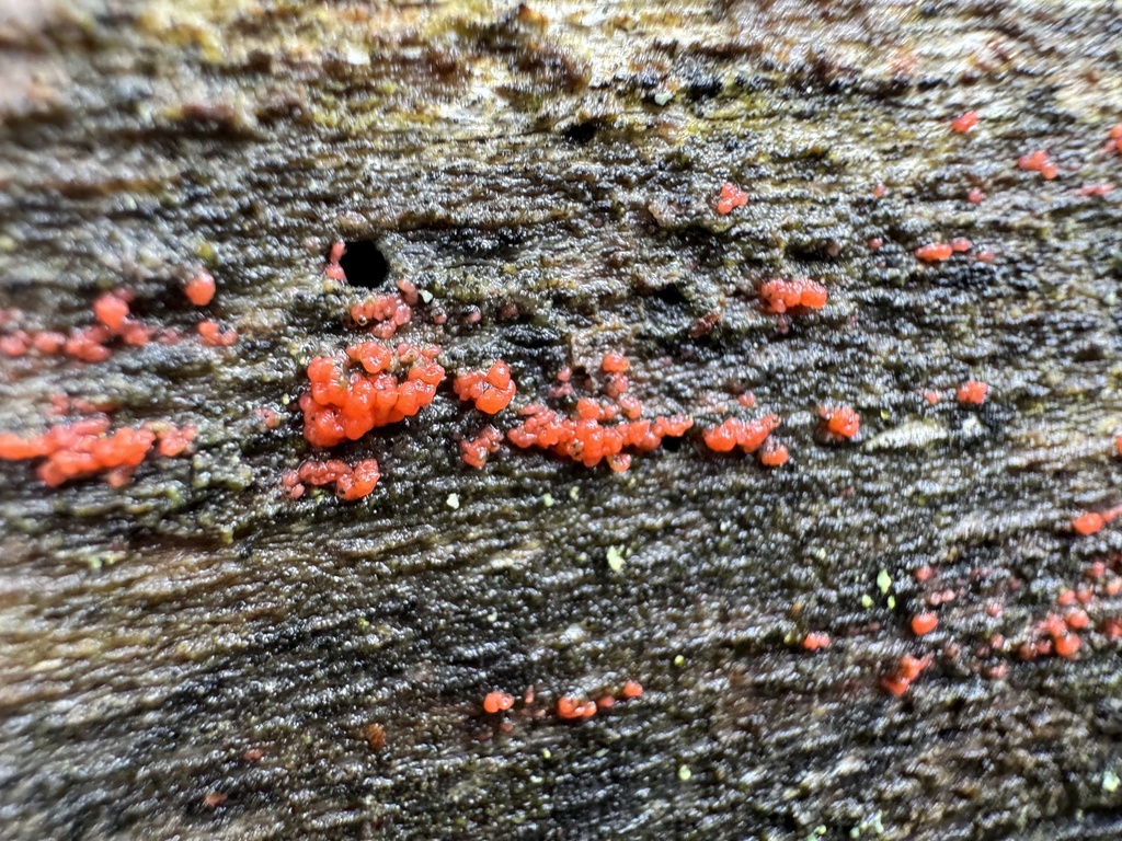Tulasnella aurantiaca · May 2026 · photo: Photo: (c) vernselden, some rights reserved (CC BY-SA) · iNaturalist