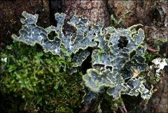 Pseudocyphellaria neglecta