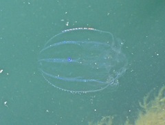 Bolinopsis infundibulum