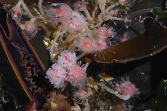 Tubulariidae