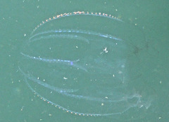 Bolinopsis infundibulum