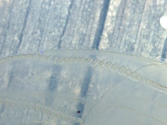 Bolinopsis infundibulum