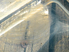 Bolinopsis infundibulum