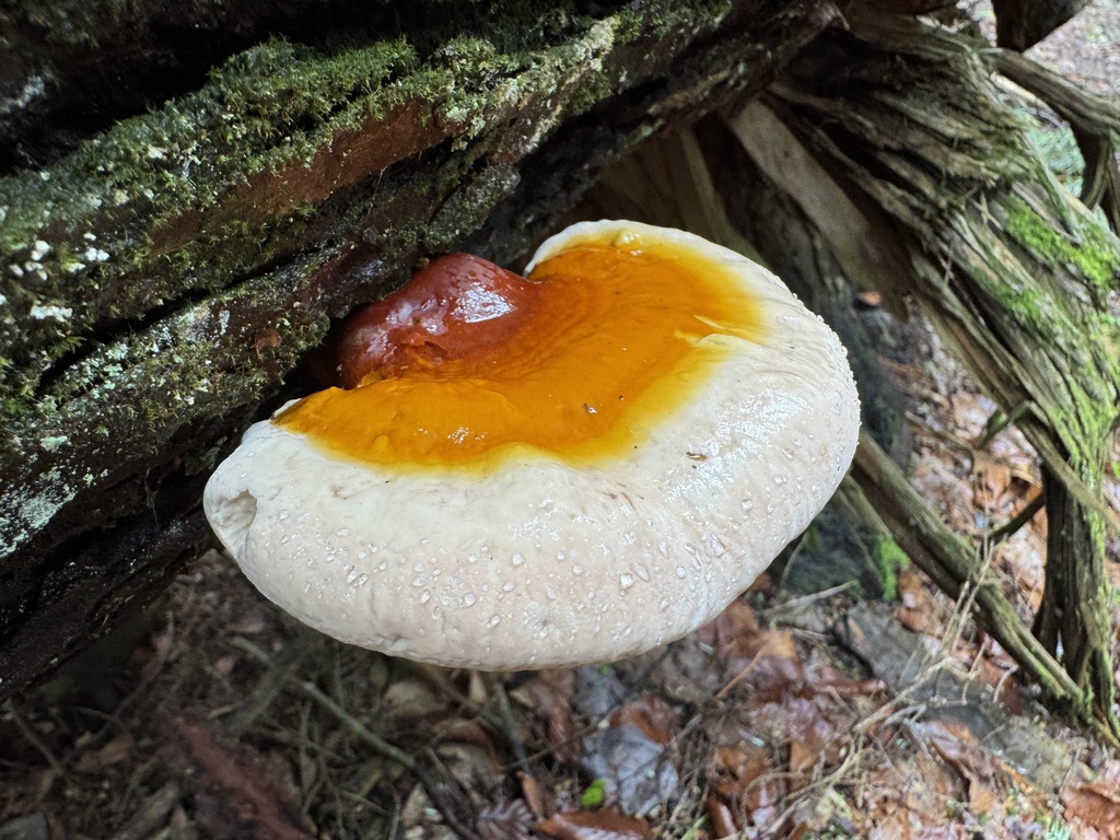 hemlock varnish shelf · May 2026 · photo: Photo: (c) vernselden, some rights reserved (CC BY-SA) · iNaturalist