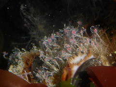 Tubulariidae