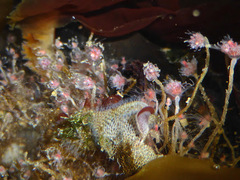 Tubulariidae