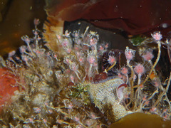 Tubulariidae