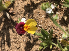 Erythranthe shevockii