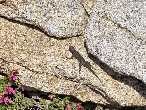 iNaturalist observation photo of Western Fence Lizard