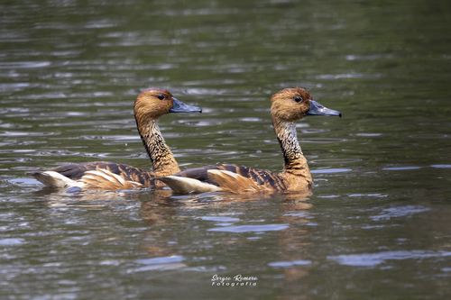 iNaturalist image