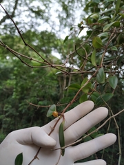Codonanthopsis crassifolia