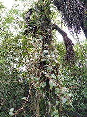 Codonanthopsis crassifolia