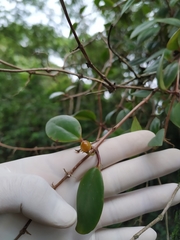 Codonanthopsis crassifolia