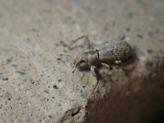 Pandeleteius defectus