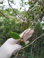 Codonanthopsis crassifolia