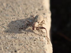 Pandeleteius defectus