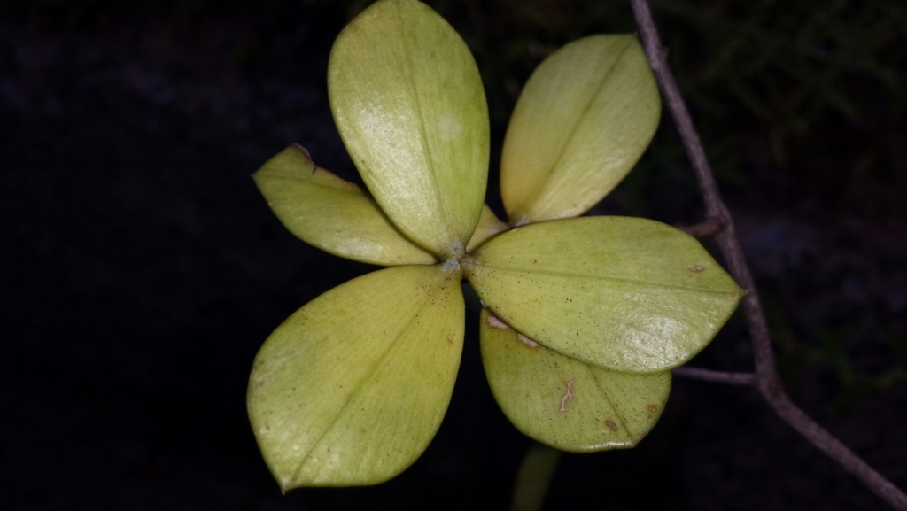 Loeseneriella