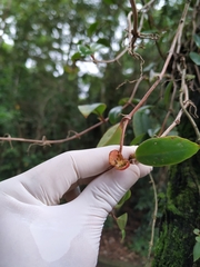 Codonanthopsis crassifolia