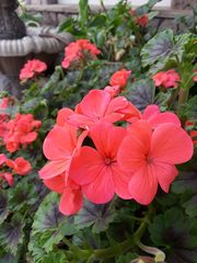 Pelargonium × hybridum
