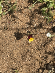 Erythranthe shevockii