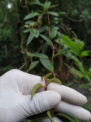 Codonanthopsis crassifolia