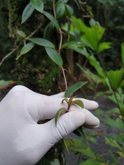 Codonanthopsis crassifolia