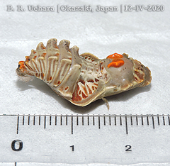 Byasa alcinous alcinous