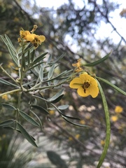 Senna artemisioides coriacea