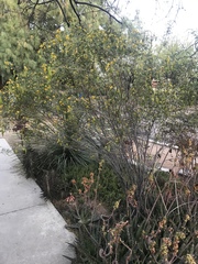 Senna artemisioides coriacea