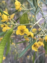 Senna artemisioides coriacea