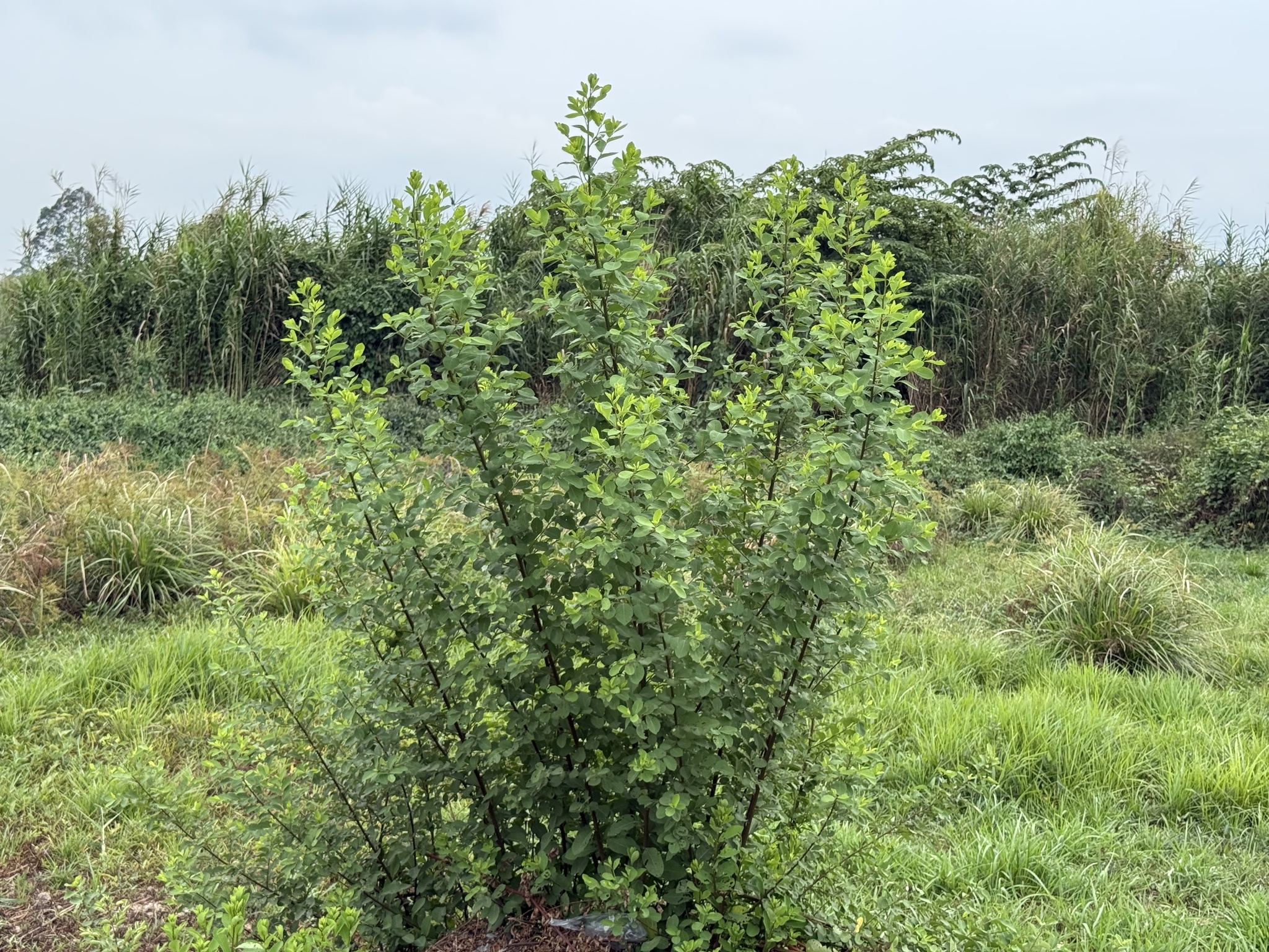 Flueggea virosa (Flueggea virosa)